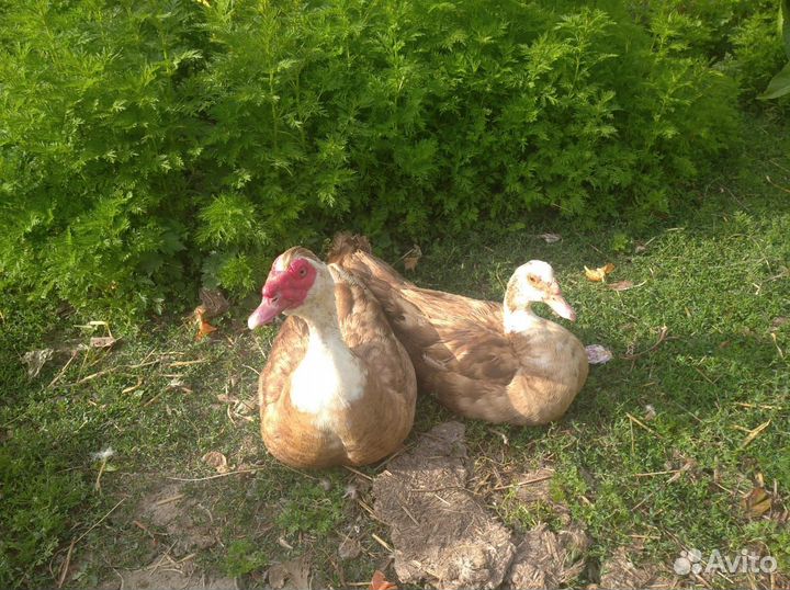 Индоутки, индоутята