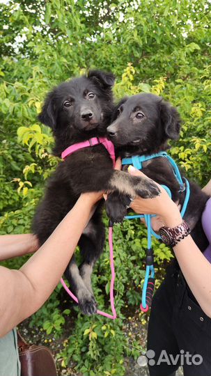 Щенки в добрые руки