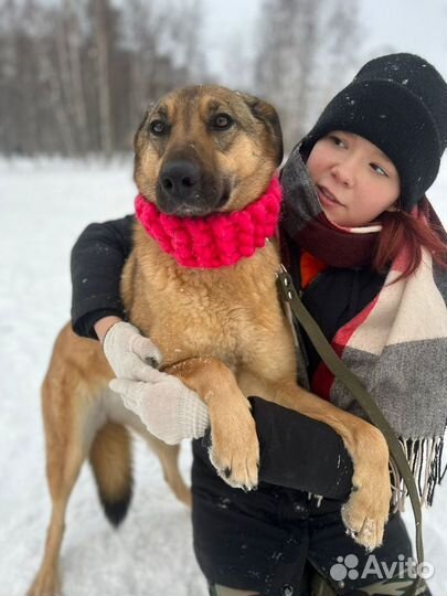 Красотка Кози в активном поиске мампап