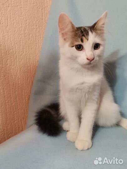 Котёнок в добрые руки бесплатно