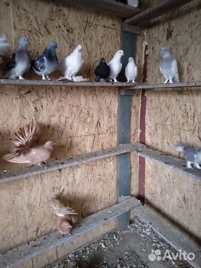 Голуби турецкие такла