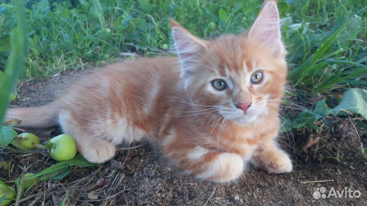 Котята мейн-кун рыжие