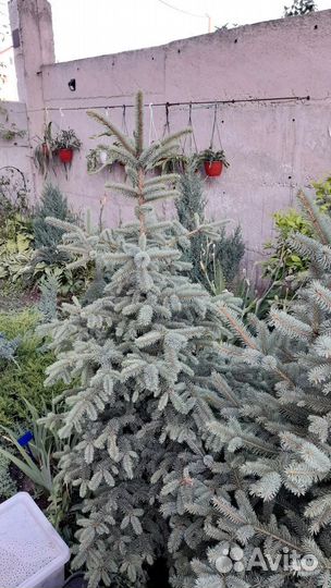 Ели Маджестик, Супер блю, Глаука, Крымские зкс