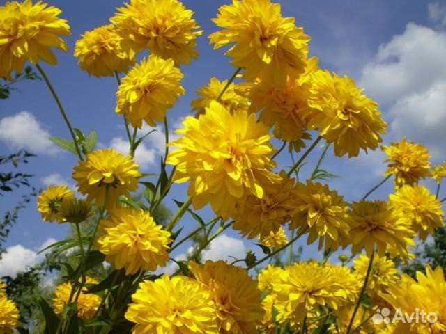 Цветы многолетники