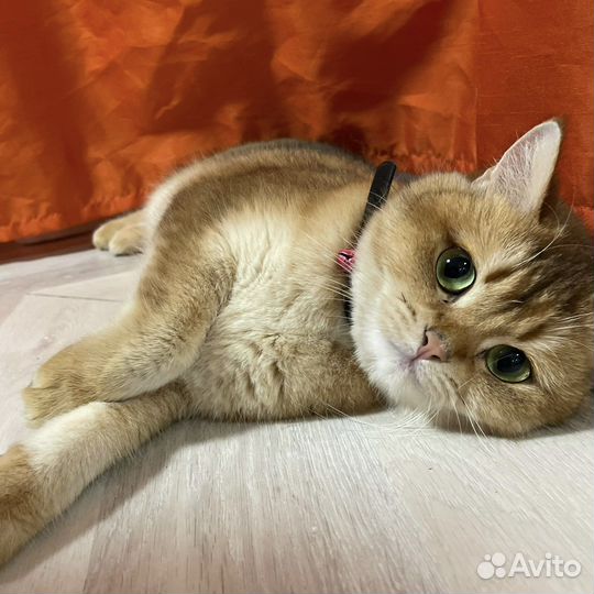 Кошка британская золотая шиншилла