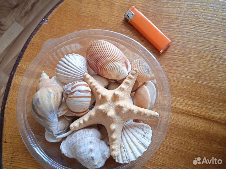 Набор морских раковин