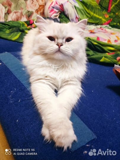 Ищем кота для вязки