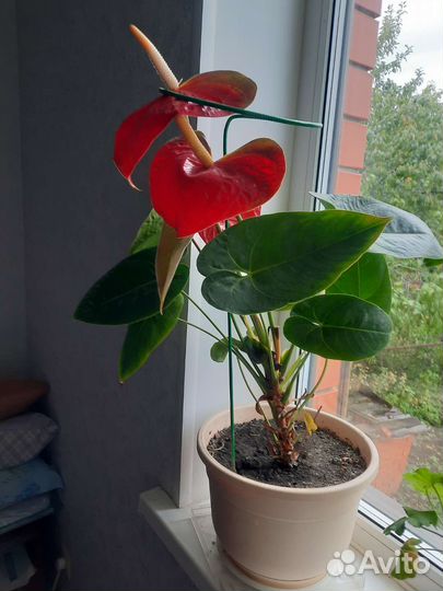 Антуриум (мужской цветок) Приносит счастье, достат