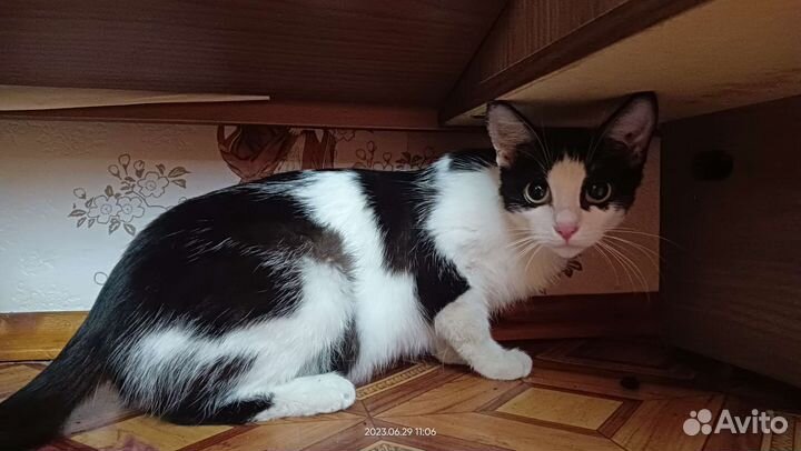 Котосемья в поисках дома котята и мама