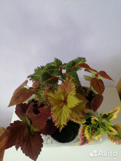 Колеусы набором