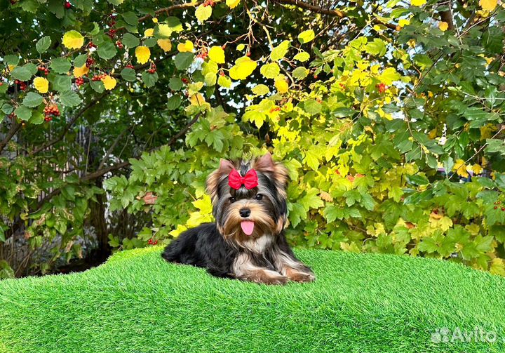 Йоркширский терьер