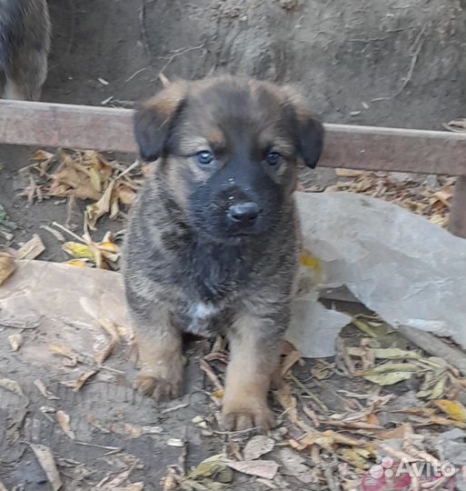 Щенки в добрые руки