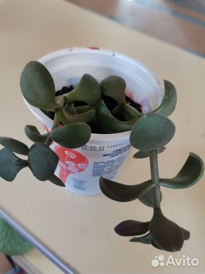 Комнатные растения