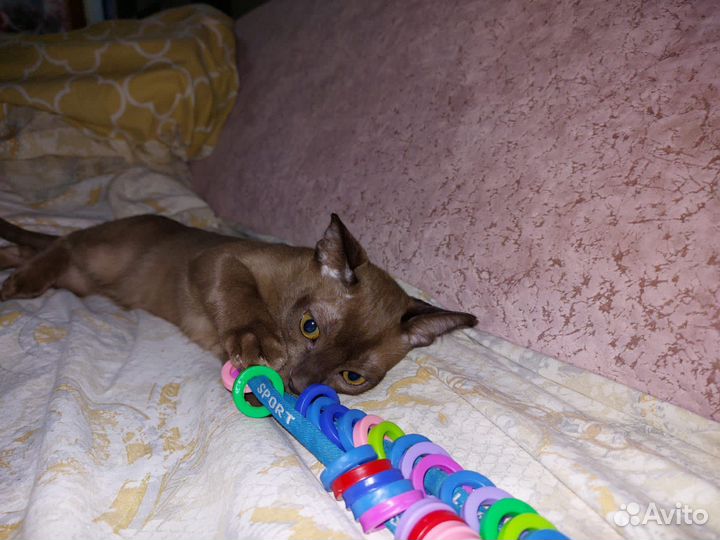 Бурманская