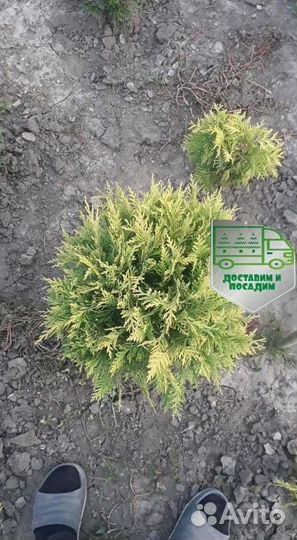 Туя Голден Глоб