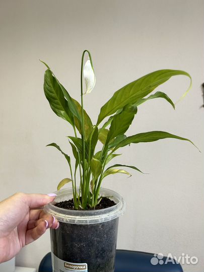 Спатифиллум