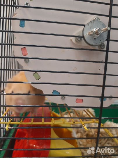 Сирийский хомяк с клеткой бесплатно