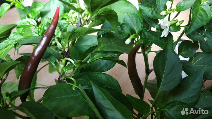 Продам цветы комнатные