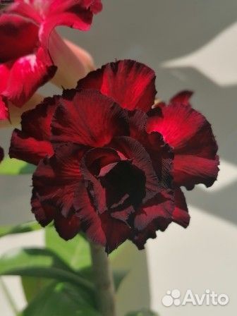 Адениум прививка