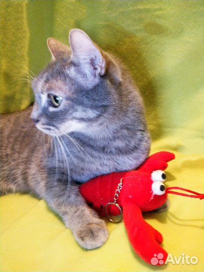 Котик в добрые руки