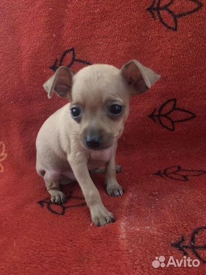 Щенки русский той-терьер