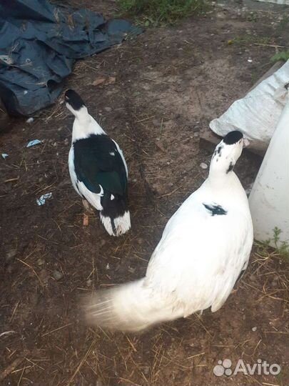 Утки индоутки,селезни