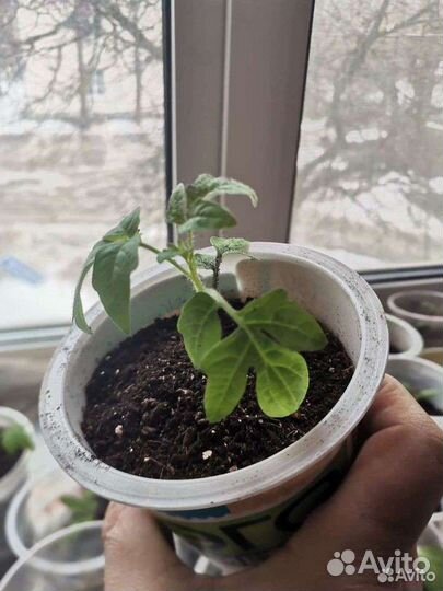 Рассада помидор