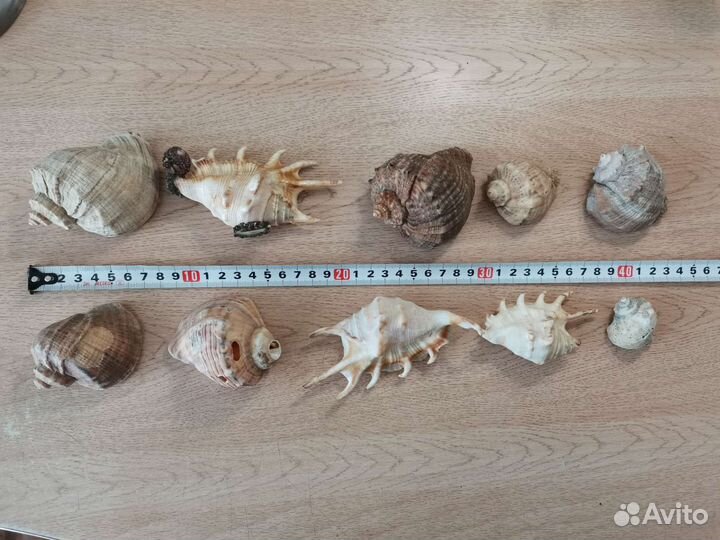 Морские ракушки