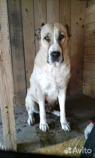 Дрессировка собак