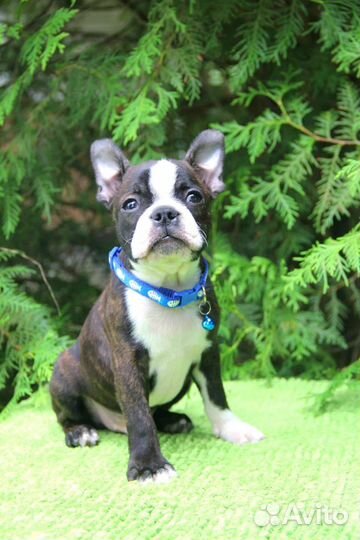 Бостон терьер. Мальчик