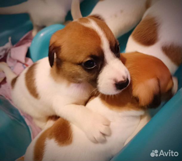 Джек Рассел терьер