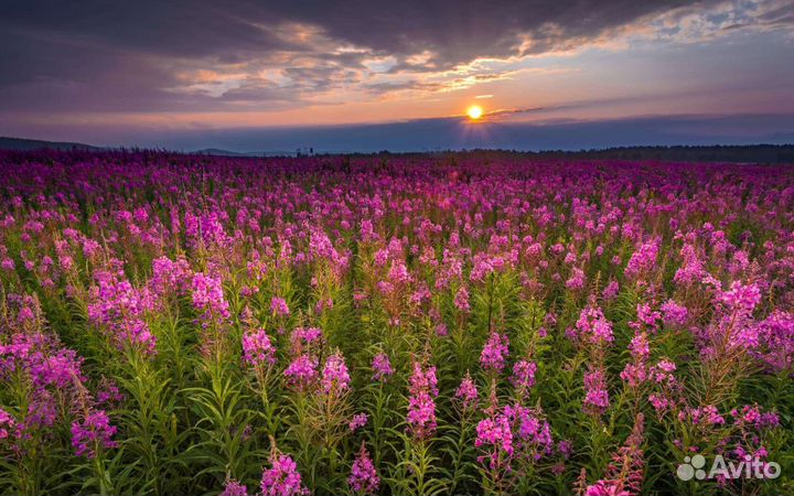 Иван чай ферментированный