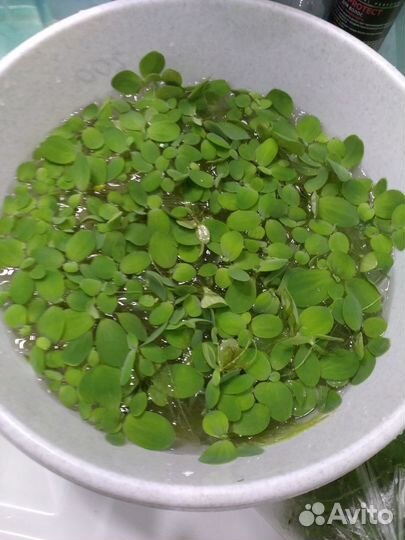 Пистия и роголистник