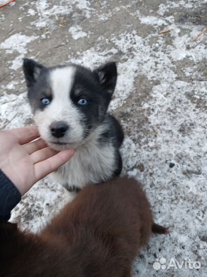 Продам щенят породы Хаска остались две девочки