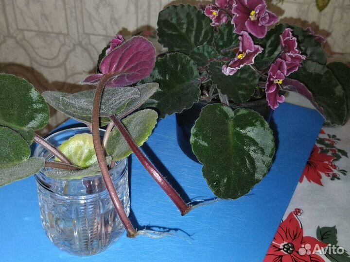 Комнатные цветы