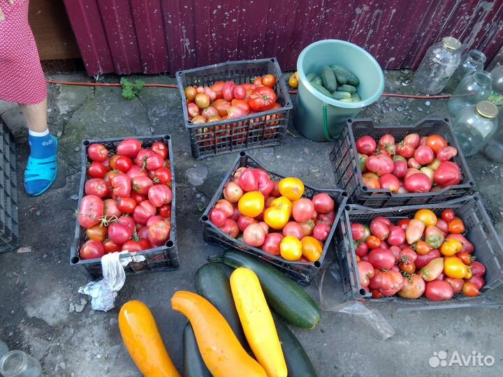 Помидоры свежие домашние
