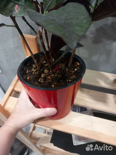 Кротон Миссис айстон