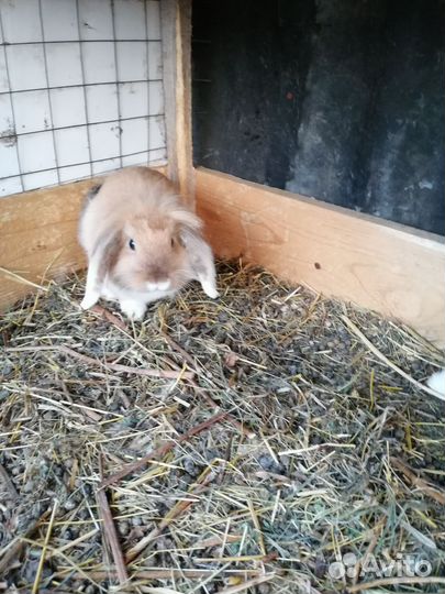 Декоративные кролики минилоп