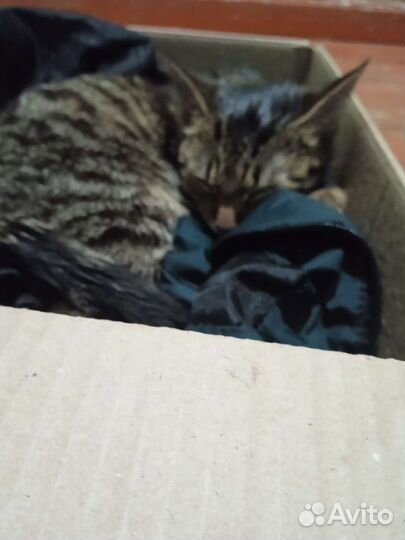 Кошка в дар