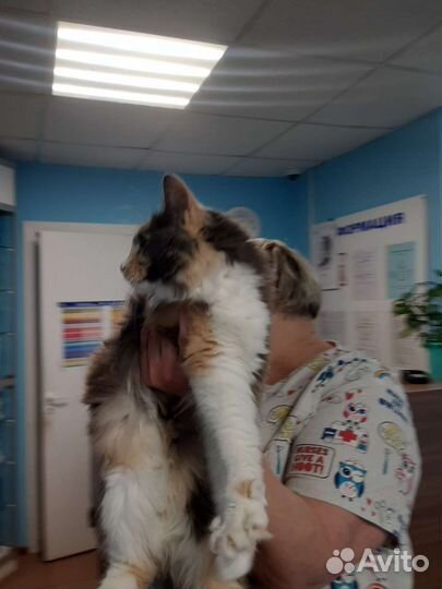 Шикарная приученная Ася 7мес