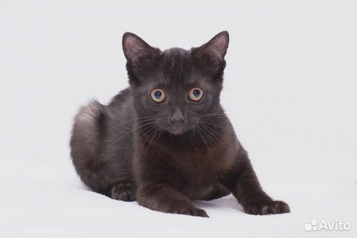 Малыш-черныш в семью