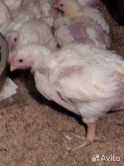 Бройлеры от суточных. Перепелки