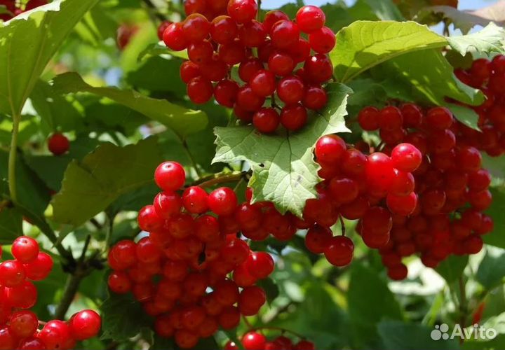 Калина обыкновенная