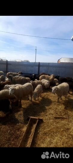 Овцы бараны