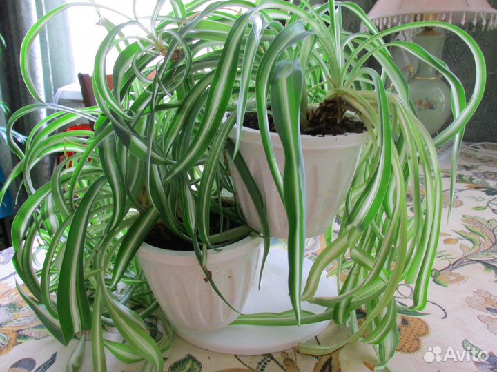 Хлорофитум кудрявый (Chlorophytum comosum bonnie)