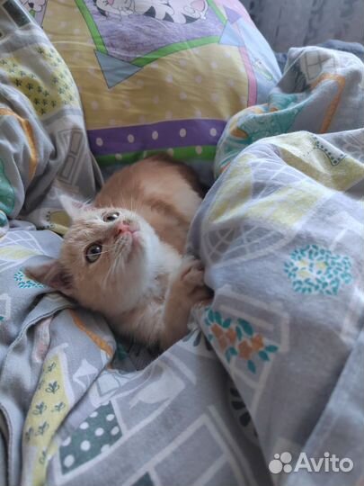 Кошка в дар бесплатно