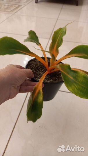 Хлорофитум Грин Оранж (Chlorophytum amanien)