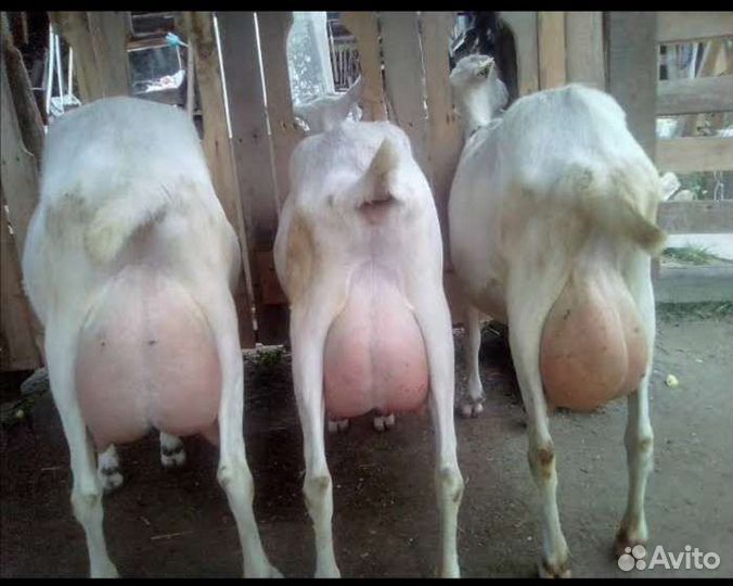 Козье молоко