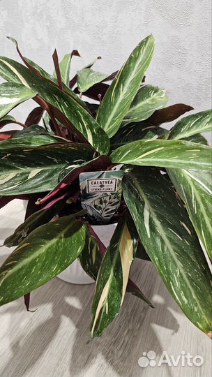 Строманта Magic Star