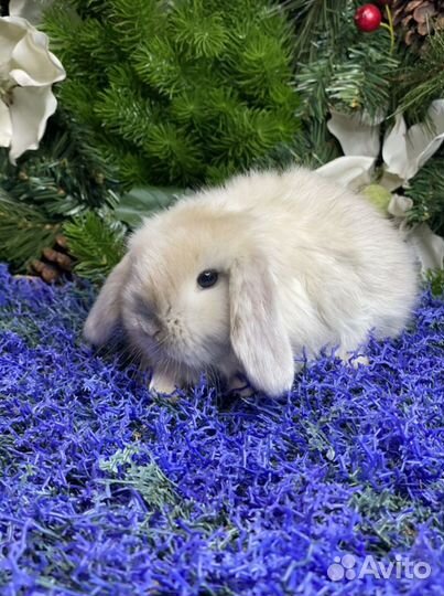 Кролики нежные, ласковые